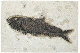 Detailed Fossil Fish (Knightia) - Huge For Species! #292339-1